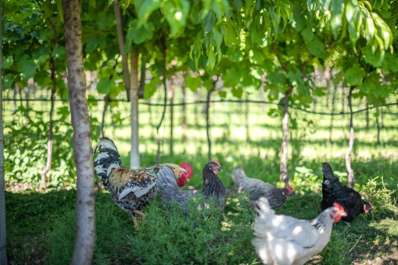 Bed and Breakfast Roesslhof Caldaro Esterno foto